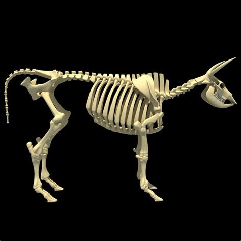 cow skeleton 3d max