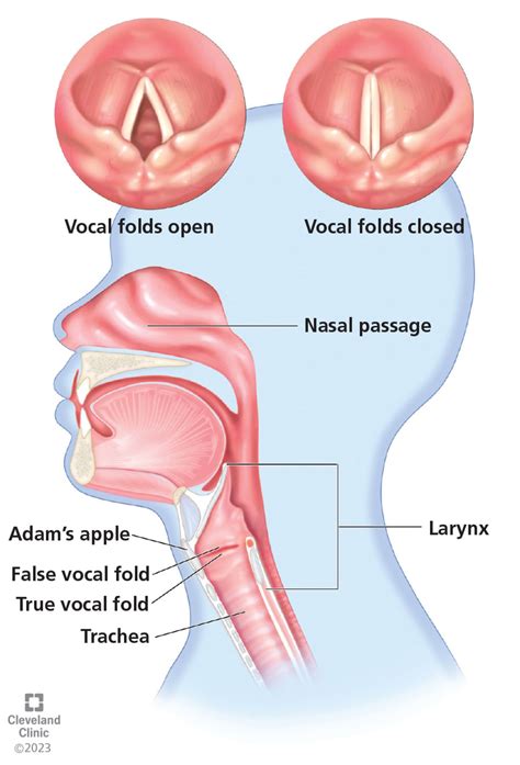 True And False Vocal Cords