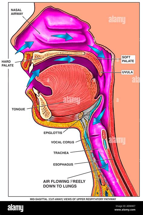 Upper Airway Anatomy Pic