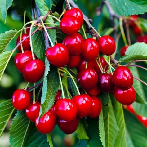 Sweetheart Cherry Trees for Sale at Arbor Day's Online Tree Nursery ...