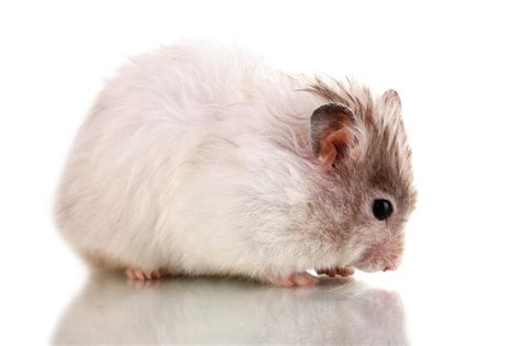 Premium Photo | Cute hamster eating sunflower seeds isolated white