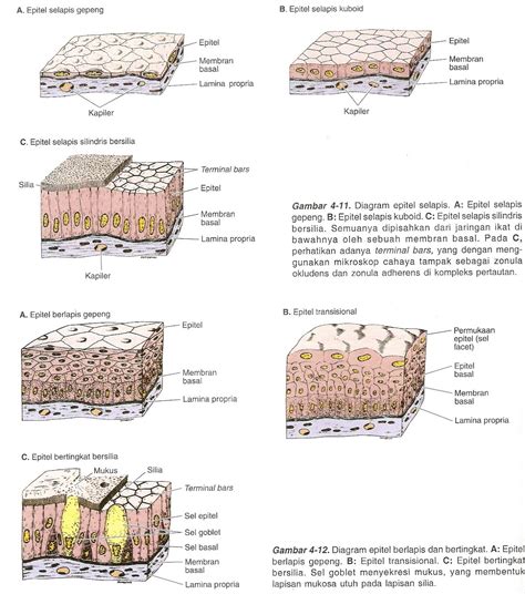 Gambar Sumber Belajar Macam Jaringan Epitel Gambar di Rebanas - Rebanas