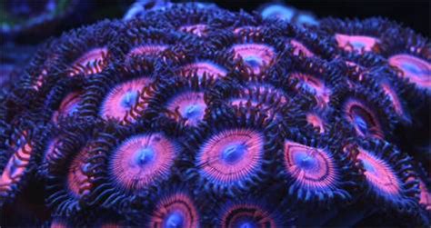 Zoanthid and Palythoa: Coral Care Tips, Paly Toxin and Fragging - Bulk ...