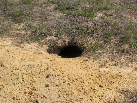 Identifying a Gopher Tortoise Burrow - UF/IFAS Extension Nassau County