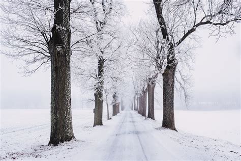 Snowy Pathway Surrounded by Bare Tree · Free Stock Photo