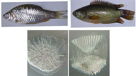 Ctenoid Scales - Fish Scale Wikipedia / History and etymology for ctenoid.