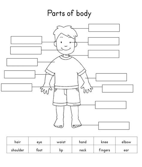 Human Body Parts | Body Parts worksheet | List the Body Parts | Human ...