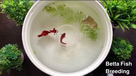 Betta Fish Breeding Procedure | Fighter Fish – HousePetsCare.com