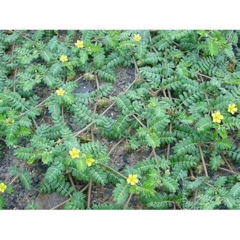 Gokhru Panchang - Gokshura Whole Plant for Ayurveda at Rs 20/kilogram ...