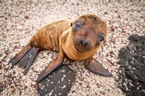 Baby sea lion in the Galápagos Islands | Insight Guides Blog