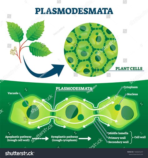 Onion Epidermal Cell Labeled Plasma Membrane