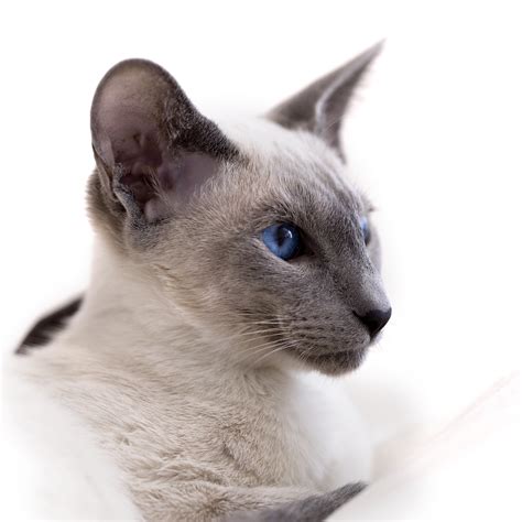 All About Siamese Cats - Cat Breeds | CatLoversDiary.com