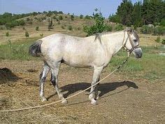 Guoxia Pony Info, Origin, History, Pictures