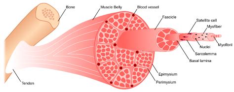 Skeletal Muscle Tissue Labeled Diagram