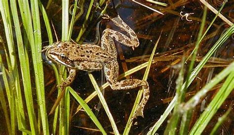 Seasonal Changes in Florida Plants and Animals - Jones Pallarcups