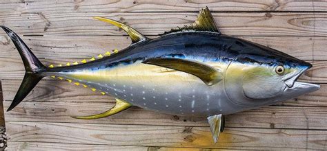 Channel Fish Processing Company A Short Tuna Guide: Four Different Species