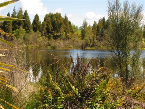 Swamps | National Wetland Trust of New Zealand | Types Of Wetlands