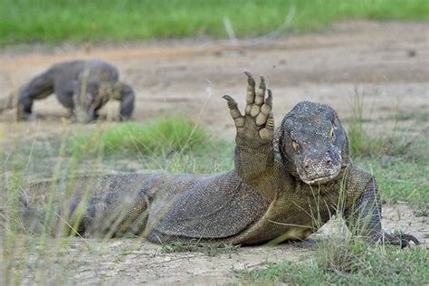 (9) Tumblr | Komodo dragon, Komodo, Animals