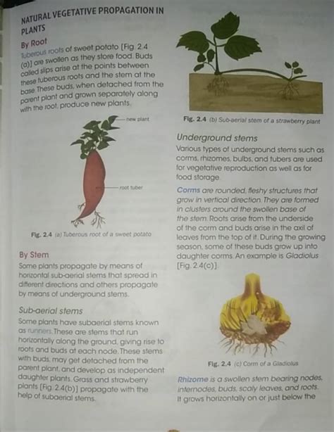 NATURAL VEGETATIVE PROPAGATION IN PLANTS By Root Tuberous roots of sweet