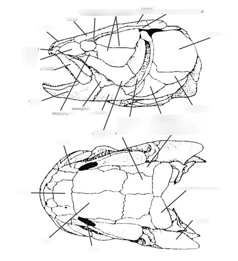 bowfin skull Diagram | Quizlet