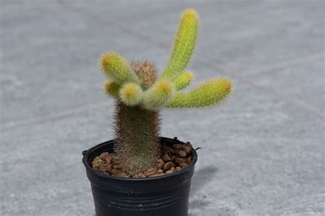 How to Grow and Care for Monkey Tail Plant (Cleistocactus Colademononis)