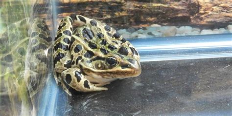 Pet Leopard Frog - AMPHIPEDIA