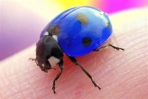 blue ladybug | by oskaline | Ladybug, Insects, Bugs, insects