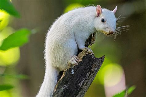 White Squirrel | Exeter, Ontario is well-known as the home o… | Flickr