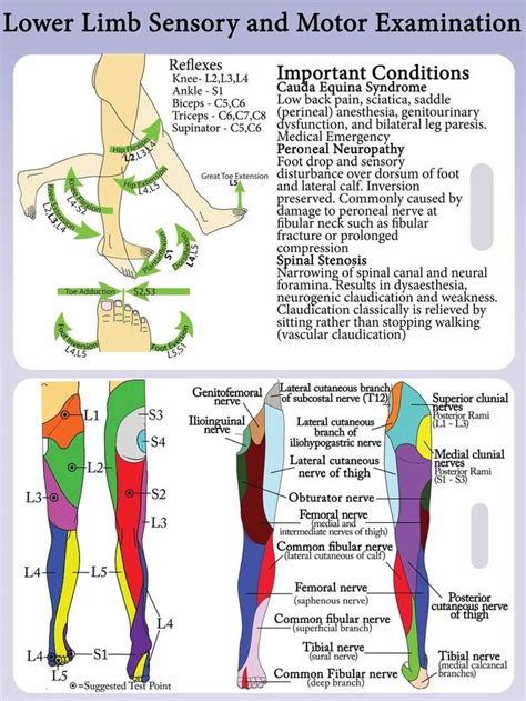 lower extremity dermatomes and myotomes - Google Search | Medical ...