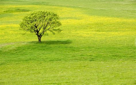 Łąka, Trawa, Drzewo