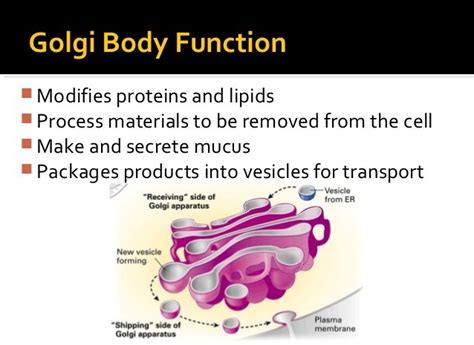 What is the function of the Golgi apparatus?