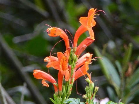 Cape honeysuckle. | Plants, Honeysuckle, Wildlife