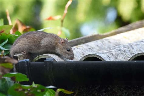 Chandler, AZ: 4 Tips to Prevent Roof Rats in Your Pool