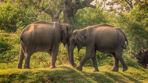 Wallpaper Elephants Sri Lanka Yala National Park Two park 1920x1080