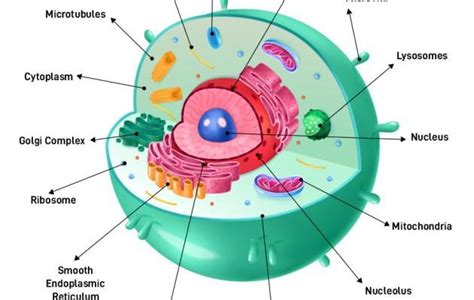 The Animal Cell Structure - CBSE Class Notes Online - Classnotes123