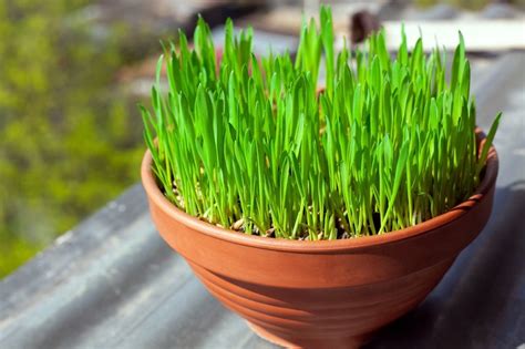 4 Types of Cat Grass: Vet-Reviewed Growing Tips & What to Avoid - Catster