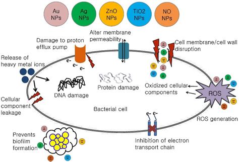 Schematic representations of the antimicrobial mechanisms of various ...