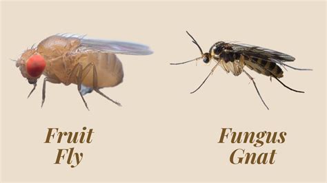 Fruit Flies vs Gnats: The Difference Between Them - A.N.T. Pest Control