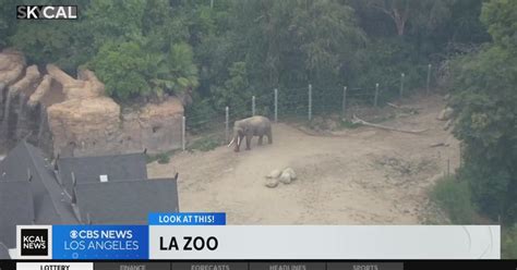 LA Zoo | Look At This! - CBS Los Angeles