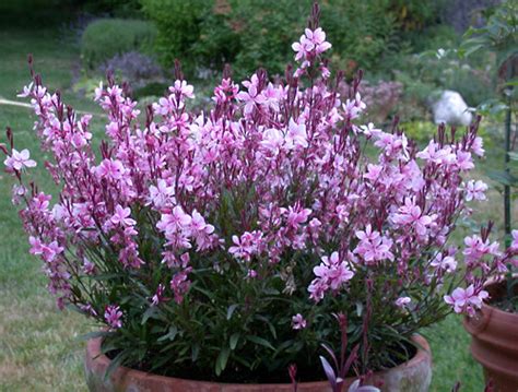 Gaura - Flowers