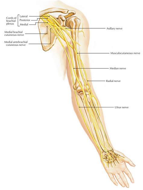 Brachial Plexus Anatomy and Clinical Correlation (2022)