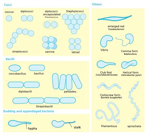 Bacteria: Shape, Size, Structure and other Membrane - Microbiology Notes