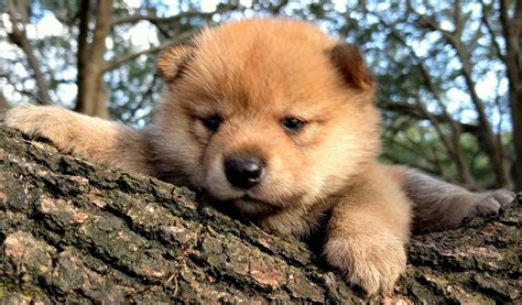 Shiba Inu Puppies For Sale | Savannah, GA #224859