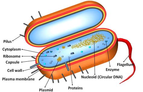 Prokaryotic Cells Prokaryotes Definition Structure Parts Examples And ...