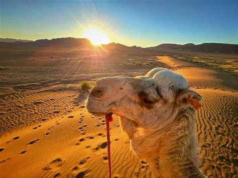 How To Ride A Camel in Sahara Desert