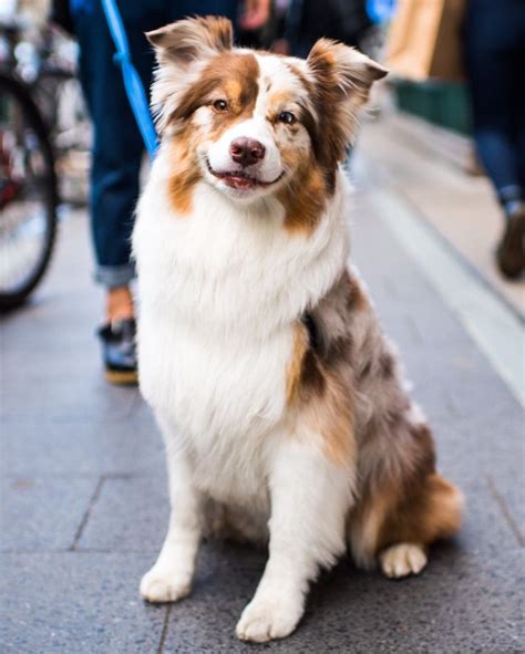 The Australian Shepherd Dog: Intelligent Beautiful Sheep Dogs | The ...