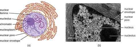 Animal Cell Nucleus Microscope : Molecular Expressions Cell Biology The ...