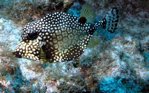 Species of the Week: Smooth Trunkfish – Bermuda Biology