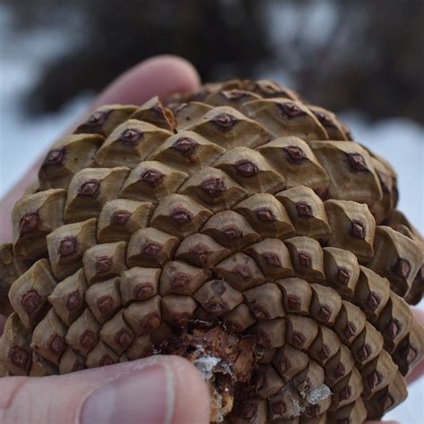 Pine Cone Magic and Symbolism — Sarah Greenman