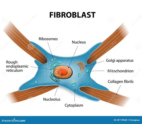 Struktur Av Fibroblastceller Vektor Illustrationer - Illustration av ...